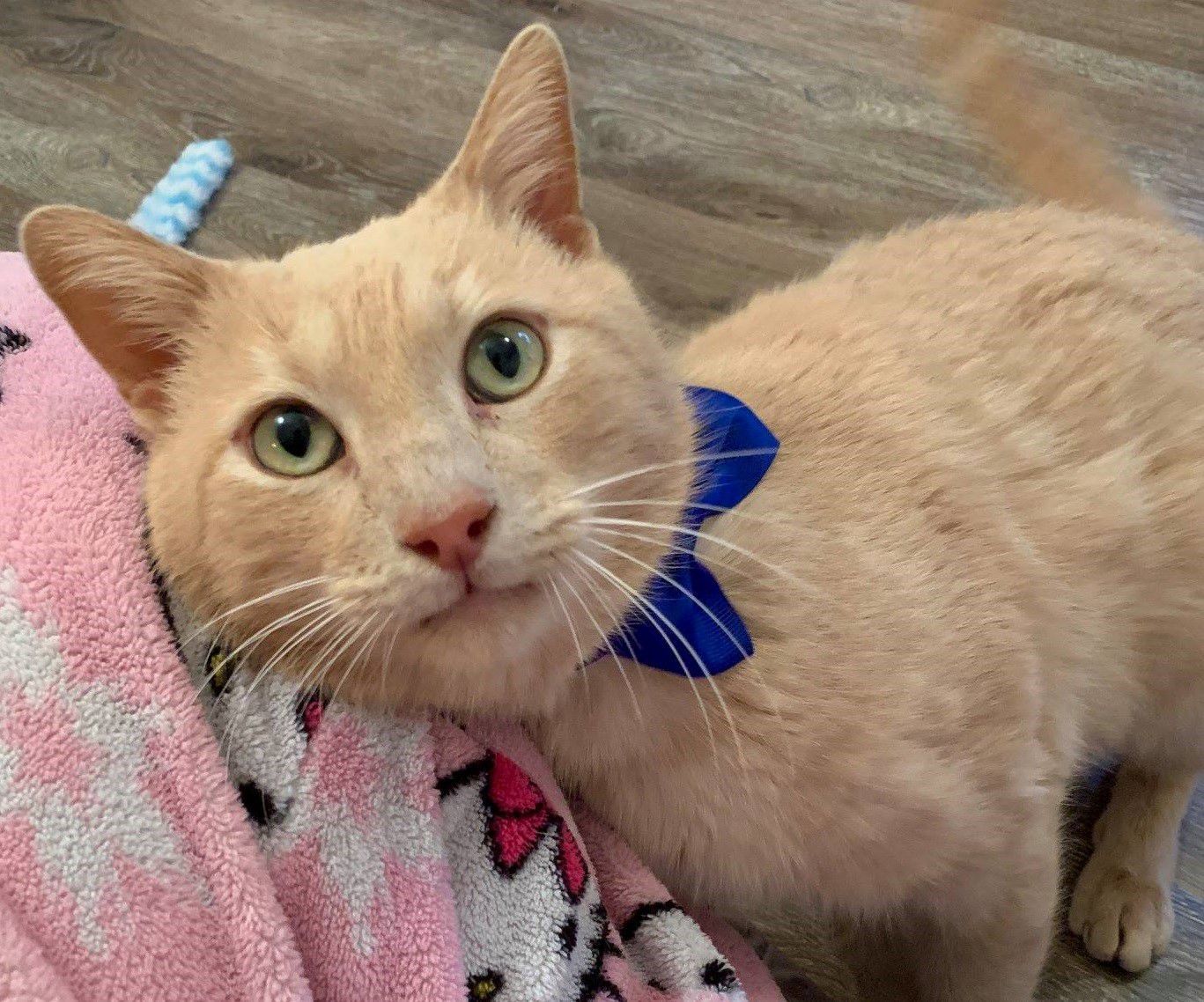 Adopt a friend: Brandon